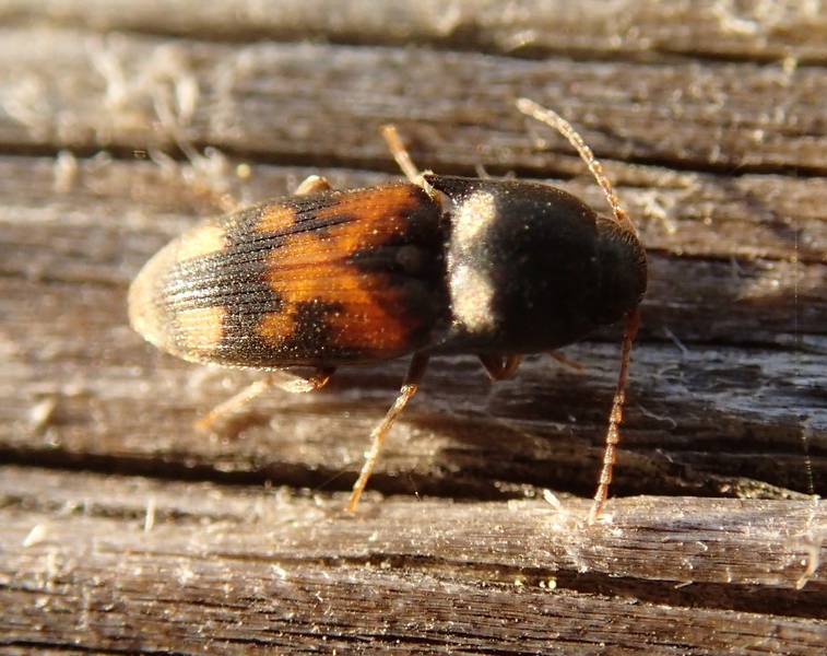 Drasterius bimaculatus (Elateridae)